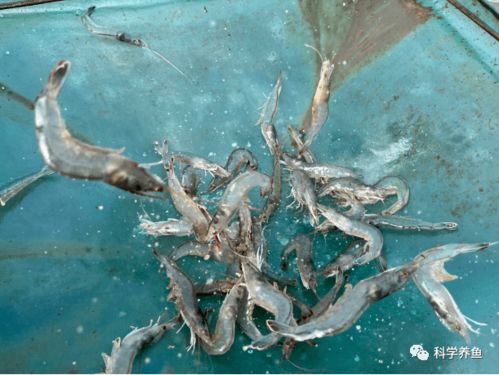 如東小棚秋茬白對蝦養殖,平均單棚產量2725斤,單棚凈利潤高達46250元,在他看來養蝦并不難 水質 飼料 七好