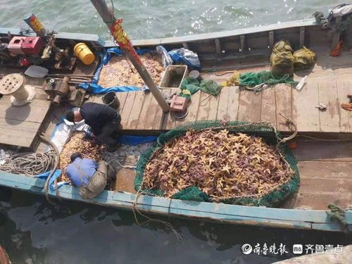 青島膠州灣里海星泛濫養殖戶遭殃 漁業部門 3天內出臺治理措施