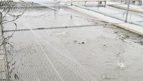 廣東大疆漁業(yè) 水產養(yǎng)殖水質指標 酸堿度 PH值 篇