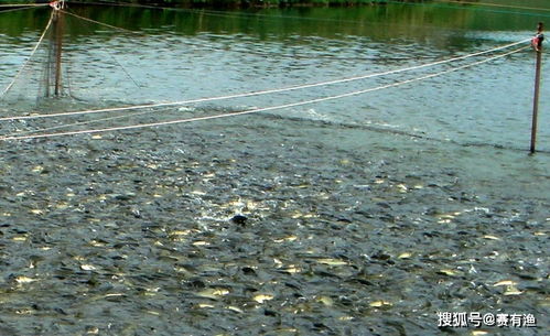 春季水產養(yǎng)殖水霉病的防治方法