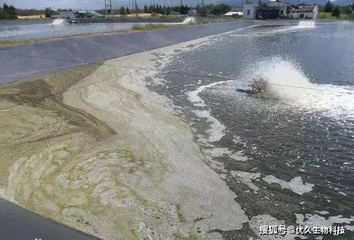 水產養(yǎng)殖丨池塘出現(xiàn)大量泡沫,該怎么辦