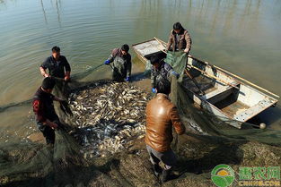 淺談水產(chǎn)生態(tài)養(yǎng)殖技術(shù)的應用