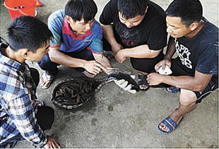 成都農(nóng)業(yè)科技職業(yè)學院 現(xiàn)代學徒制 改革試點與發(fā)展之路