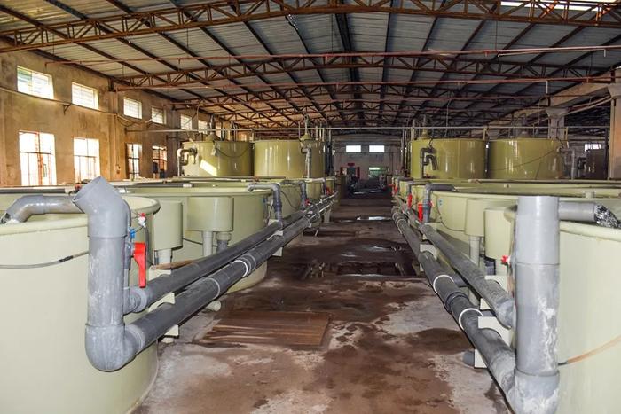 惠州海燕水產:高品質海水魚養(yǎng)殖走向內陸