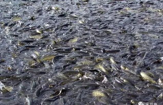 我國目前魚病流行現(xiàn)狀及其嚴(yán)重性的表現(xiàn)