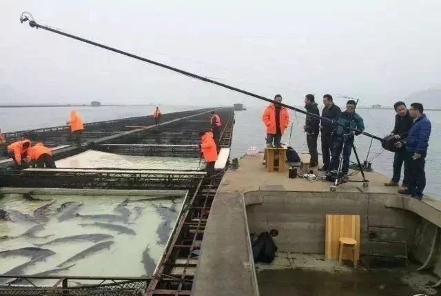 AI圖像識(shí)別技術(shù)!數(shù)清一個(gè)池塘里的魚只需5秒鐘!