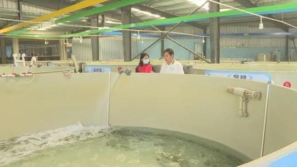 陽江市陽西縣:稅惠政策為海水種苗產(chǎn)業(yè)注入活水
