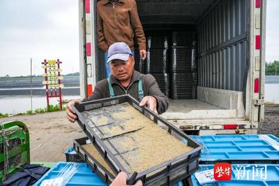 今年首批&ldquo;陽澄湖1號&rdquo;大閘蟹蟹苗在蘇州相城安家,共近4000斤!