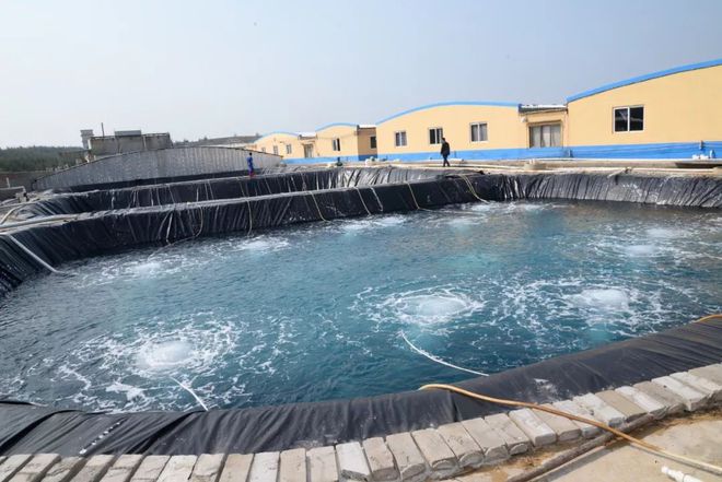 水產(chǎn)界女CEO花25年打造飼料、蝦苗、動(dòng)保小產(chǎn)業(yè)鏈 !如今她聘請(qǐng)?zhí)﹪?guó)專家、聯(lián)手正大,發(fā)力蝦苗板塊 | 尋找中國(guó)好蝦苗