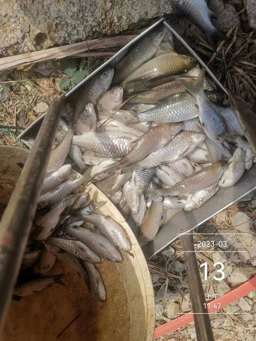 水產養殖想掙錢,七分看技術,三分看運氣,不服不行 出血 芽孢 魚塘 體表 細菌性 網易訂閱