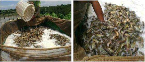 不懼價格低迷,大北農神爽泥鰍養戶畝利潤超7000元!