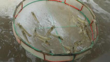 渤海水產(chǎn)自主研發(fā)&ldquo;廣泰一號&rdquo;種蝦讓對蝦養(yǎng)殖有了中國&ldquo;芯&rdquo;