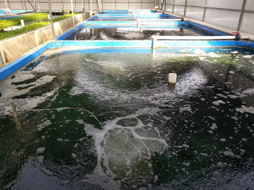 捍衛食材安全 京城老漁 北京 農業科技園區 獲評水產健康養殖示范場