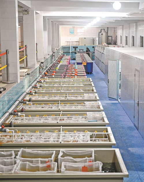 做強(qiáng)水產(chǎn)種業(yè)廈門芯 推動(dòng)漁業(yè)高質(zhì)量發(fā)展