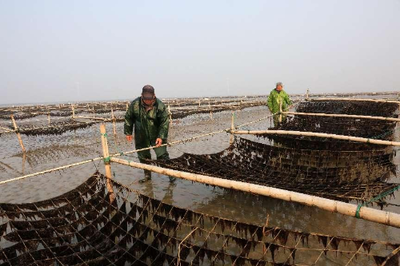 江蘇省農(nóng)業(yè)農(nóng)村廳 全省農(nóng)業(yè)信息聯(lián)播 破難題、強(qiáng)加工、重銷售 如東條斑紫菜迎來新高峰