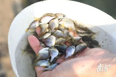 雄起!構建海上開放&ldquo;牧場&rdquo;,這里要打造百億現(xiàn)代漁業(yè)產(chǎn)業(yè)集群!