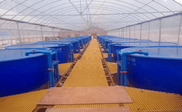 細心研發(fā)了專屬的循環(huán)水生態(tài)養(yǎng)殖設備,開發(fā)出水產(chǎn)生態(tài)循環(huán)圈.