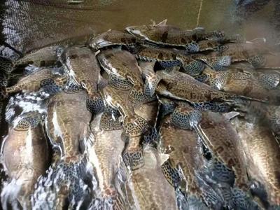 張勇教授團隊培育的全雌翹嘴鱖&ldquo;鼎鱖1號&rdquo;通過2021年全國水產(chǎn)品種新品種審定