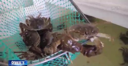 高溫 烤驗 下 水產(chǎn)養(yǎng)殖如何應(yīng)對