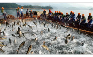 專訪卓振智能蔡成想 增氧機(jī)控制器讓水產(chǎn)養(yǎng)殖具有智慧