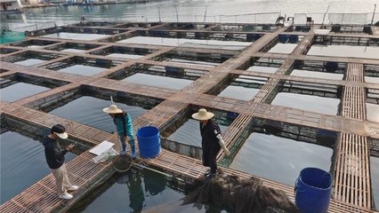 漁極鮮首家線下品牌店盛大開業(yè),助力地方產(chǎn)業(yè)發(fā)展與鄉(xiāng)村振興