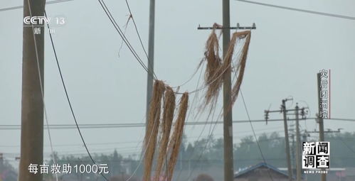 新聞調查丨從受災到重建 湖南團洲垸復工復產情況如何