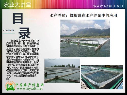 水產養(yǎng)殖 螺旋藻在水產養(yǎng)殖中的應用