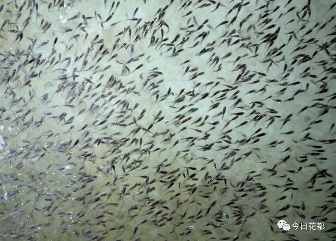 【兩會傳真】區(qū)政協(xié)委員張翾:深耕水產育種領域 助力花都打造現(xiàn)代漁業(yè)發(fā)展新高地