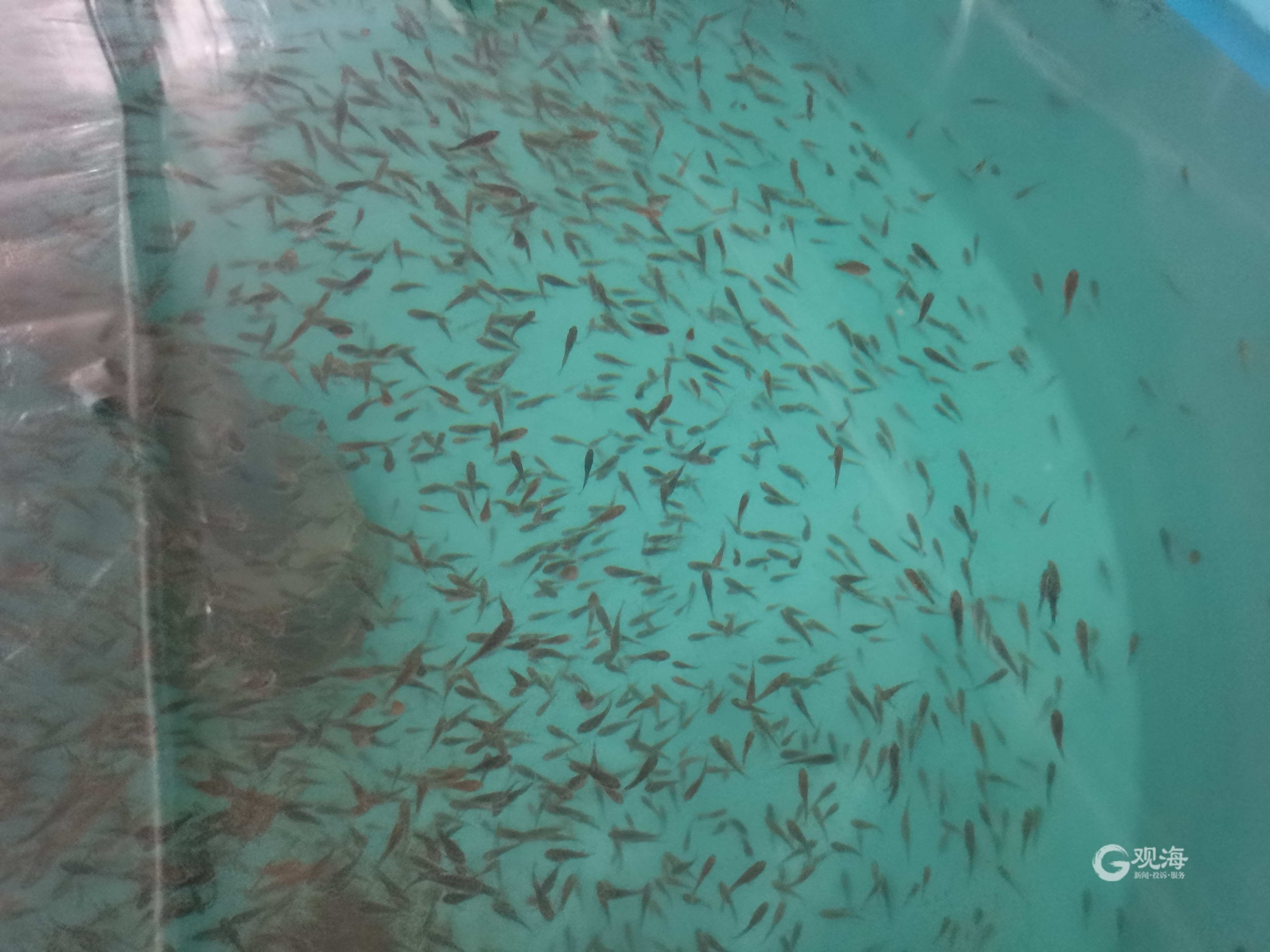 每年將產出魚苗2000萬尾!全人工繁育技術研發(fā)成功,青島墨瑞鱈&ldquo;游&rdquo;向全國