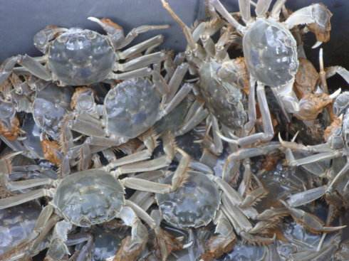 水產養(yǎng)殖 螃蟹養(yǎng)殖管理技術