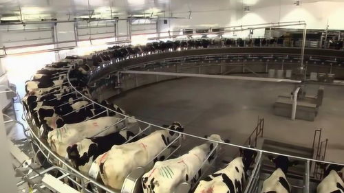 國外現(xiàn)代化養(yǎng)牛工廠,難怪養(yǎng)出來的牛肉這么貴,太先進了